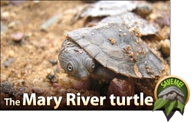 Save the endangered Mary River Turtle.