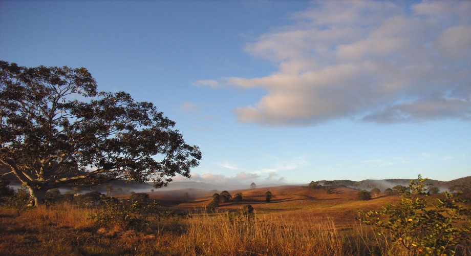 Dry season landscape